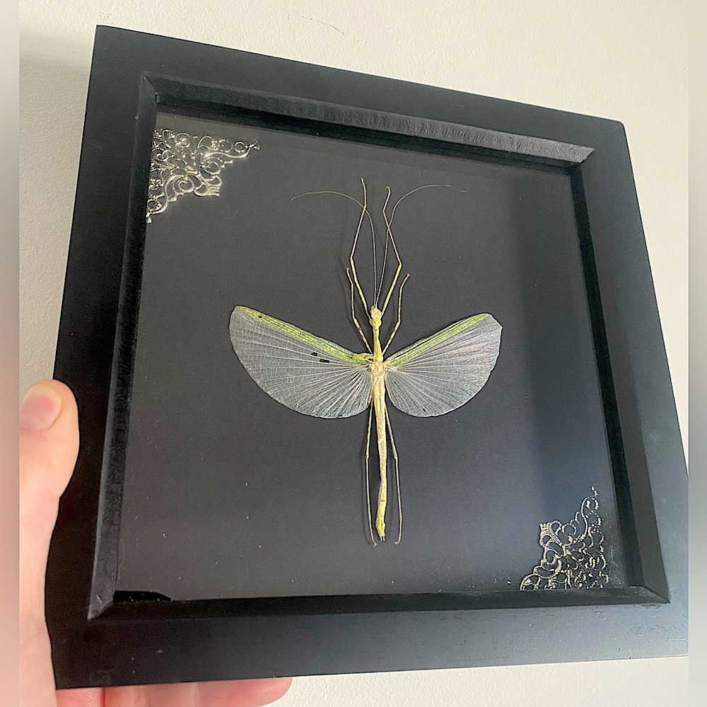 Framed Praying Mantis